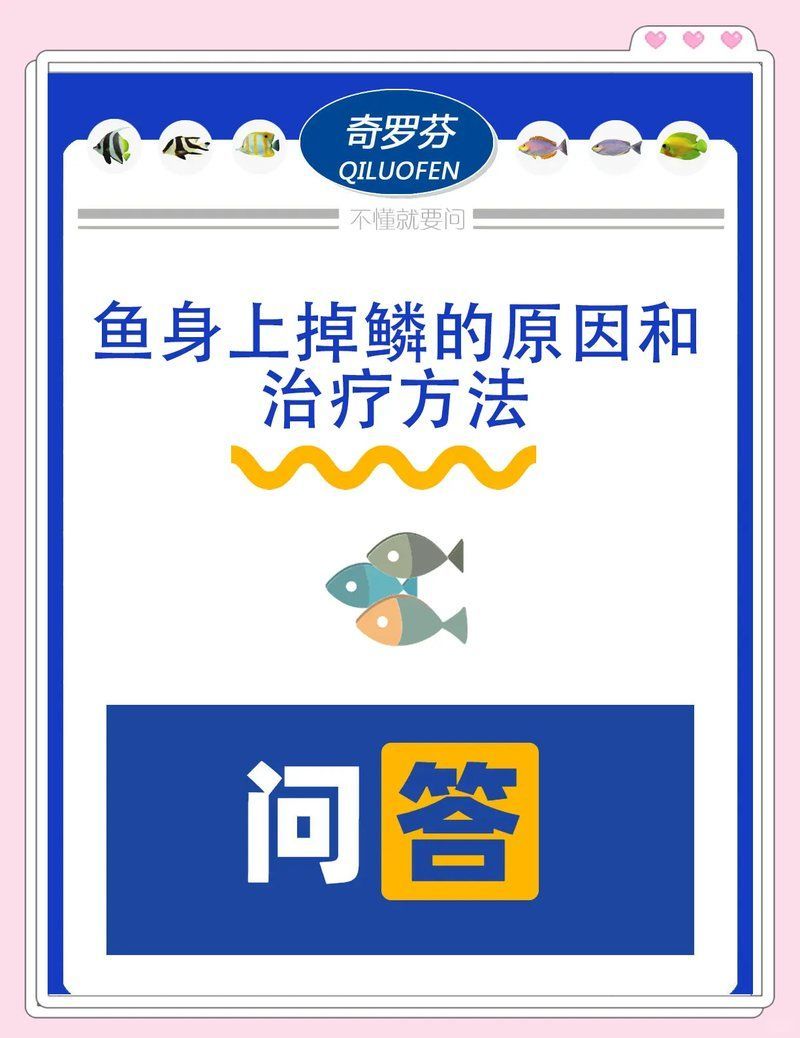 如何預防金龍魚掉鱗片感染 如何預防金龍魚掉鱗片感染 龍魚百科 第7張