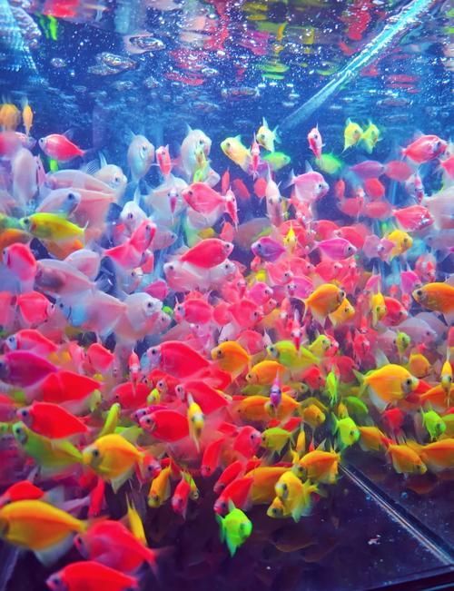 天津中環花鳥魚蟲市場龍魚批發價格如何？，天津中環花鳥魚蟲市場龍魚批發價格1000字詳解 天津中環花鳥魚蟲市場龍魚批發價格如何？，天津中環花鳥魚蟲市場龍魚批發價格1000字詳解 龍魚百科 第3張