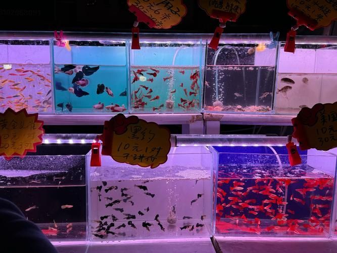 天津中環花鳥魚蟲市場龍魚批發價格如何？，天津中環花鳥魚蟲市場龍魚批發價格1000字詳解 天津中環花鳥魚蟲市場龍魚批發價格如何？，天津中環花鳥魚蟲市場龍魚批發價格1000字詳解 龍魚百科 第2張