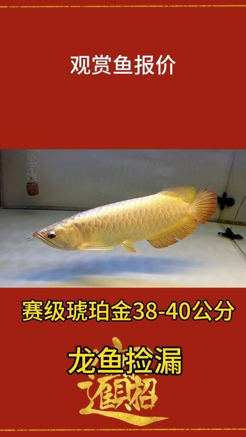 金頭過背哪個品系最珍貴，金頭過背哪個品系最珍貴最具收藏價值的頂級品種