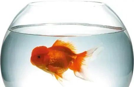金魚掉鱗后如何護理，金魚掉鱗后的護理 金魚掉鱗后如何護理，金魚掉鱗后的護理 龍魚百科 第3張