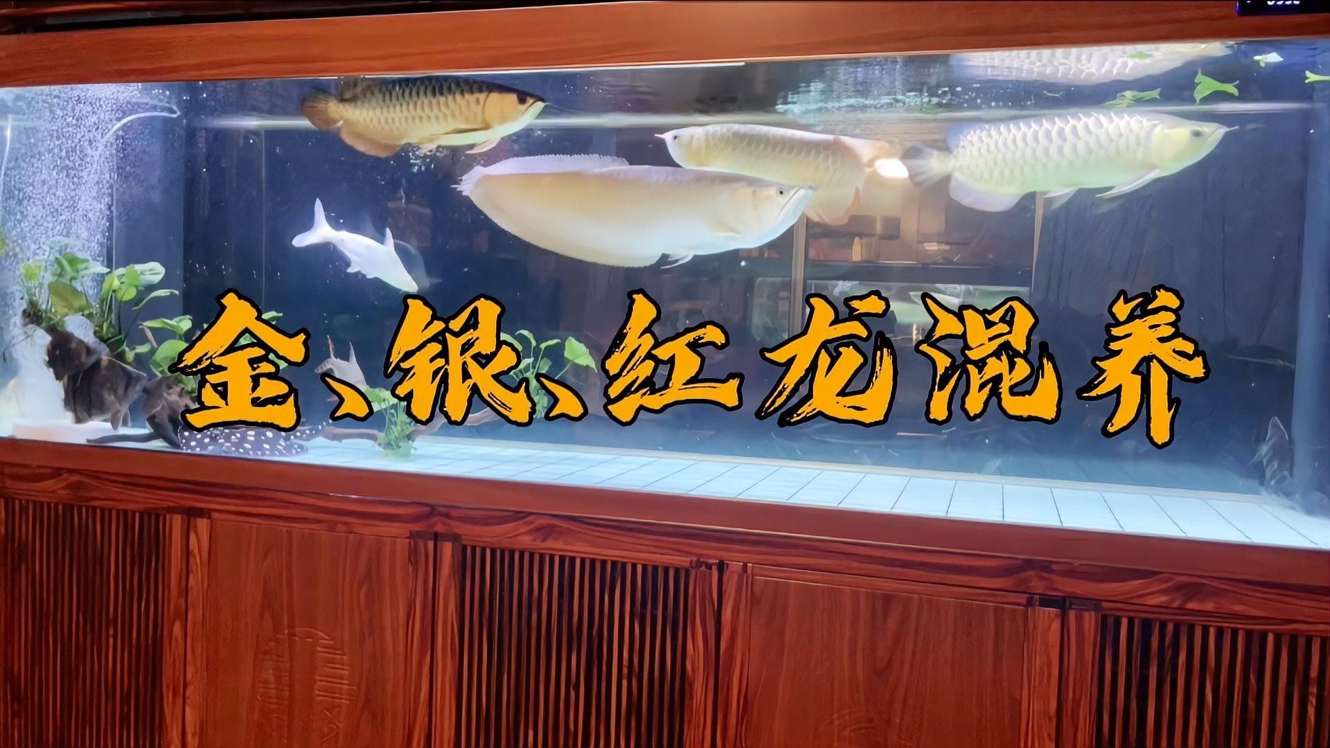 給我推薦一些紅龍魚的混養視頻，《紅龍魚混養挑戰性的混養新手指南》紅龍魚混養指南 給我推薦一些紅龍魚的混養視頻，《紅龍魚混養挑戰性的混養新手指南》紅龍魚混養指南 龍魚百科 第2張