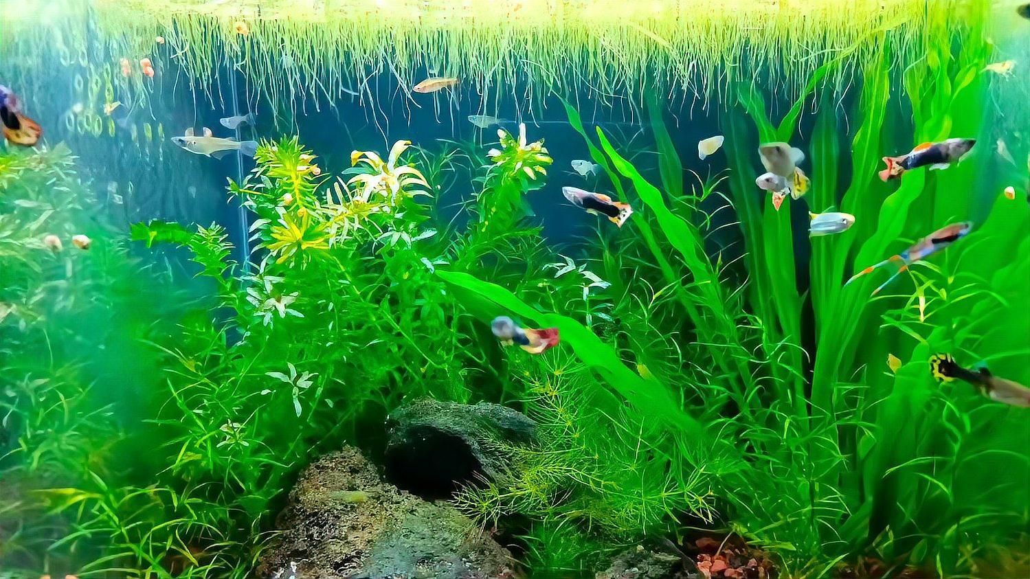 龍魚突然死亡有哪些可能原因？ 龍魚突然死亡有哪些可能原因？ 龍魚百科 第3張