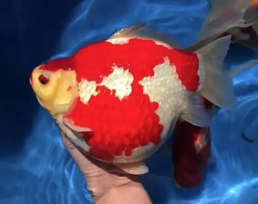 大日玉鯖的養(yǎng)殖方法，大日玉鯖養(yǎng)殖方法詳解 大日玉鯖的養(yǎng)殖方法，大日玉鯖養(yǎng)殖方法詳解 龍魚百科 第2張