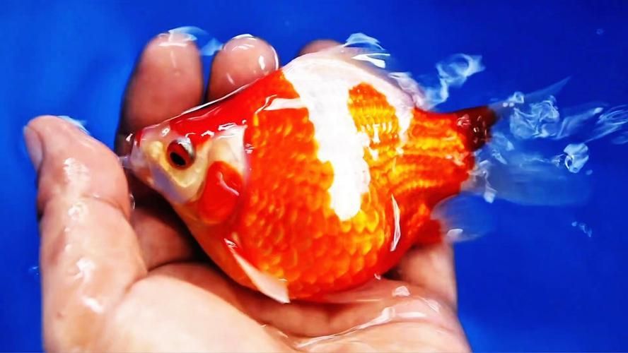 大日玉鯖的養(yǎng)殖方法，大日玉鯖養(yǎng)殖方法詳解 大日玉鯖的養(yǎng)殖方法，大日玉鯖養(yǎng)殖方法詳解 龍魚百科 第4張