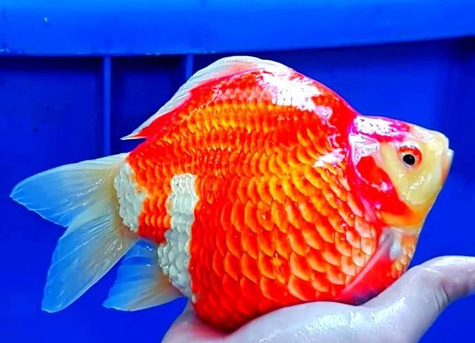大日玉鯖的養(yǎng)殖方法，大日玉鯖養(yǎng)殖方法詳解 大日玉鯖的養(yǎng)殖方法，大日玉鯖養(yǎng)殖方法詳解 龍魚百科 第1張