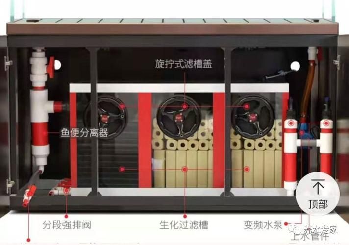 養(yǎng)龍魚需要哪些配套設(shè)施，養(yǎng)龍魚的配套設(shè)施 養(yǎng)龍魚需要哪些配套設(shè)施，養(yǎng)龍魚的配套設(shè)施 龍魚百科 第12張