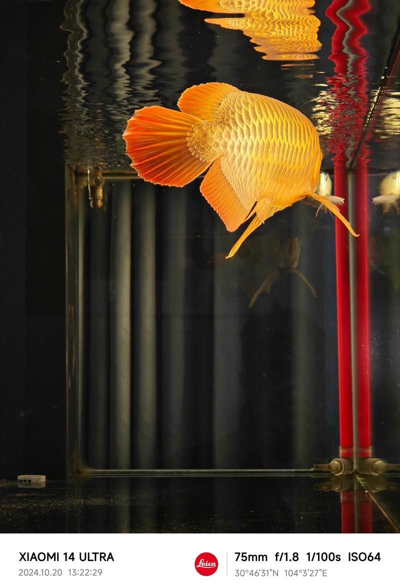 紅龍魚的生活習(xí)性，紅龍魚的生活習(xí)性及飼養(yǎng)方法 紅龍魚的生活習(xí)性，紅龍魚的生活習(xí)性及飼養(yǎng)方法 龍魚百科 第1張