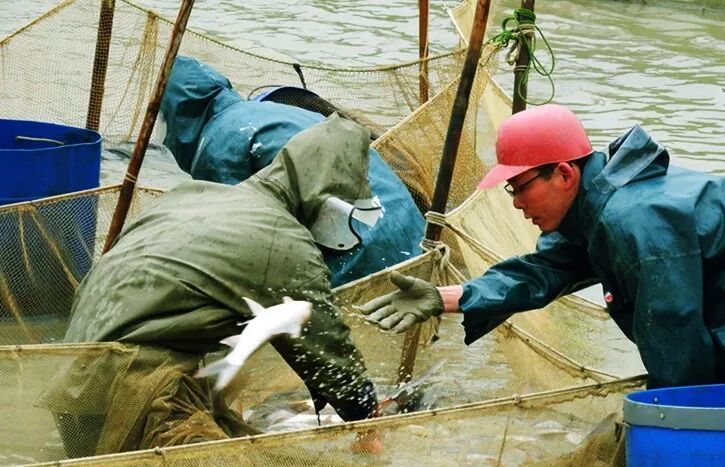 還有哪些鶴山龍魚吃法？，鶴山龍魚的吃法 還有哪些鶴山龍魚吃法？，鶴山龍魚的吃法 龍魚百科 第8張