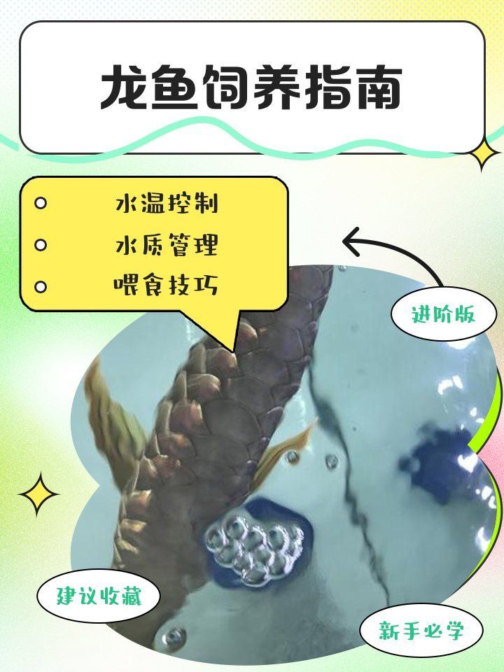 寧河龍魚養殖需要哪些條件？，寧河地區養殖龍魚需要哪些條件？
