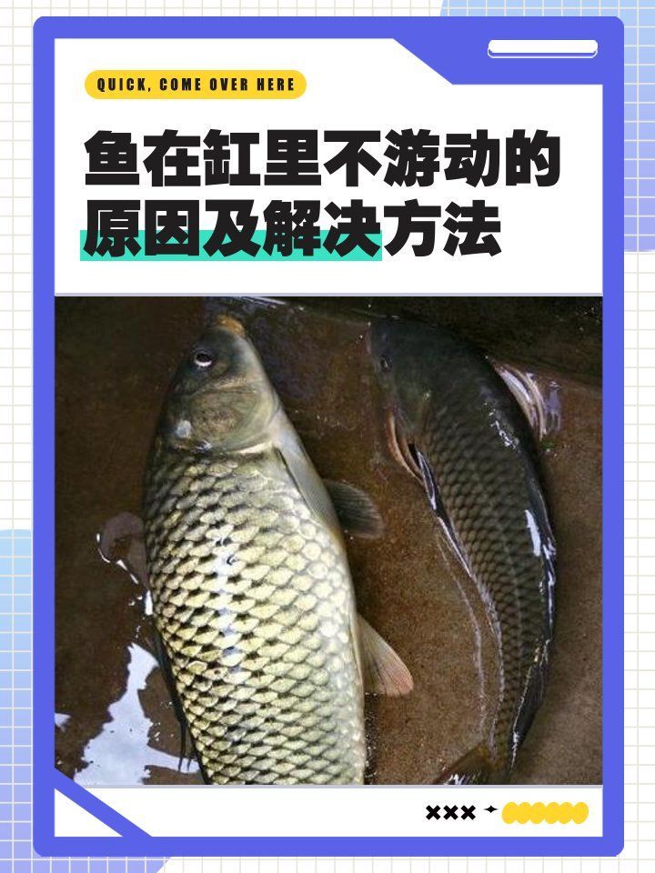 龍魚不愛游動，應該如何調整喂食，龍魚不愛游動怎么辦