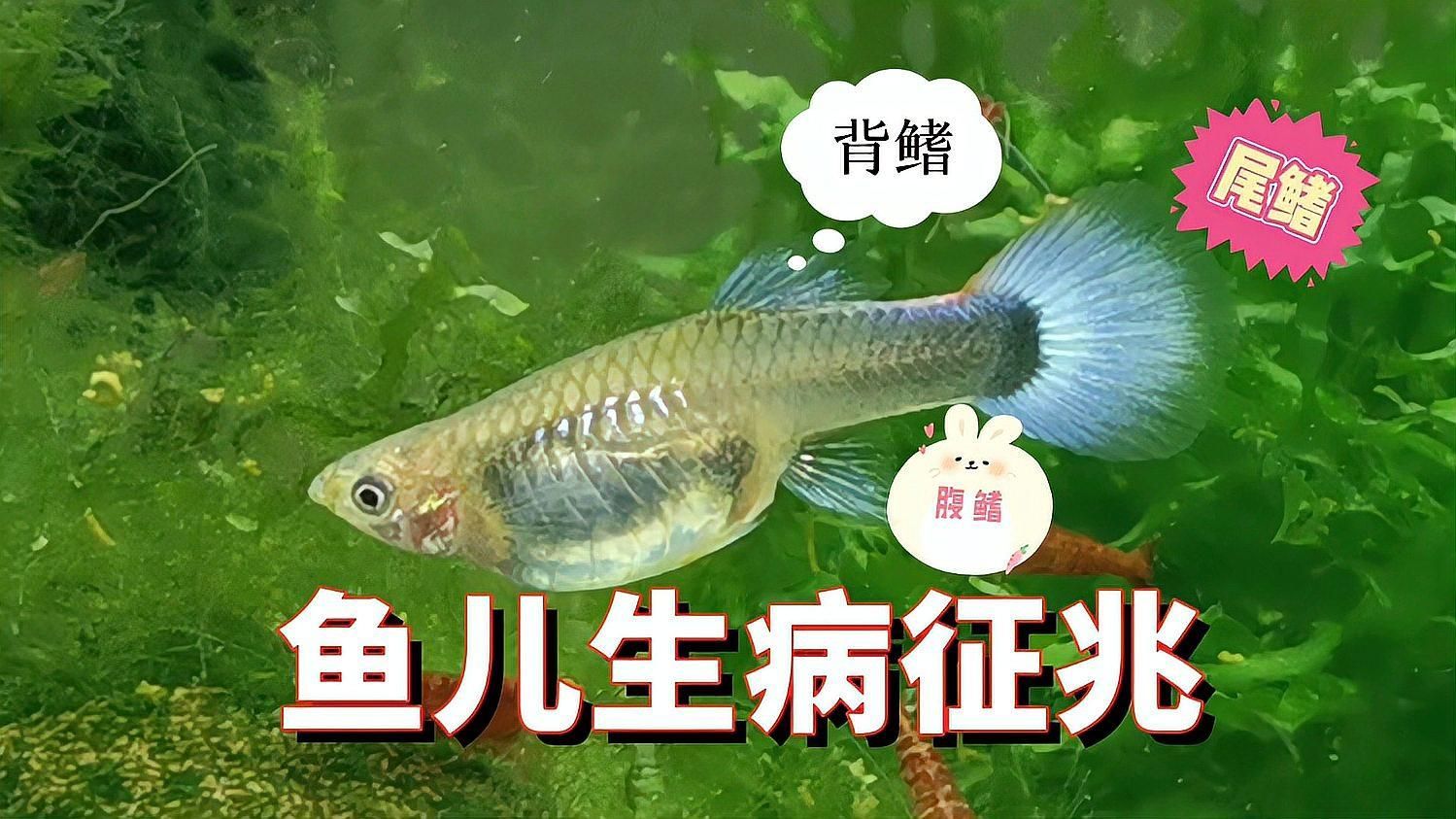 如何判斷魚是否需要用藥，如何判斷魚是否需要用藥，魚是否需要用藥 如何判斷魚是否需要用藥，如何判斷魚是否需要用藥，魚是否需要用藥 龍魚百科 第2張