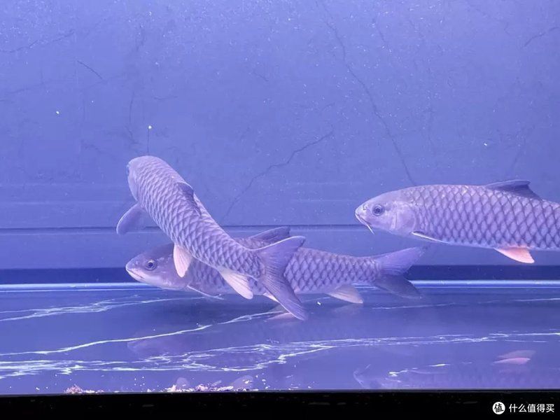 閩江水族龍魚缸的評價如何，閩江水族龍魚缸主流型號對比表，閩江龍魚缸的評價如何 閩江水族龍魚缸的評價如何，閩江水族龍魚缸主流型號對比表，閩江龍魚缸的評價如何 龍魚百科 第7張