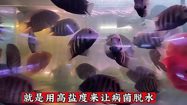 如何搭配魚缸殺菌消毒的步驟，魚缸殺菌消毒步驟 如何搭配魚缸殺菌消毒的步驟，魚缸殺菌消毒步驟 龍魚百科 第2張