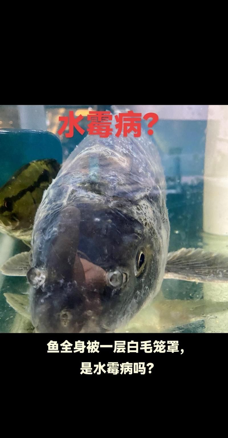 如何判斷魚是否受傷,arxiv論文助手arxiv論文助手判斷魚是否受傷思考完成 龍魚百科 第4張 如何判斷魚是否受傷,arxiv論文助手arxiv論文助手判斷魚是否受傷思考完成 如何判斷魚是否受傷,arxiv論文助手arxiv論文助手判斷魚是否受傷思考完成 龍魚百科 第4張