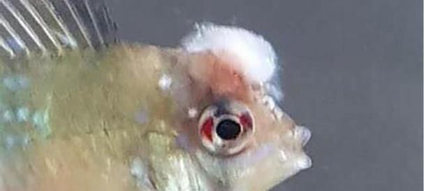 如何判斷魚是否受傷,arxiv論文助手arxiv論文助手判斷魚是否受傷思考完成 龍魚百科 第5張 如何判斷魚是否受傷,arxiv論文助手arxiv論文助手判斷魚是否受傷思考完成 如何判斷魚是否受傷,arxiv論文助手arxiv論文助手判斷魚是否受傷思考完成 龍魚百科 第5張