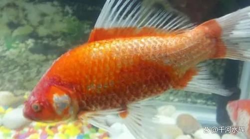 如何判斷魚是否受傷,arxiv論文助手arxiv論文助手判斷魚是否受傷思考完成 龍魚百科 第9張 如何判斷魚是否受傷,arxiv論文助手arxiv論文助手判斷魚是否受傷思考完成 如何判斷魚是否受傷,arxiv論文助手arxiv論文助手判斷魚是否受傷思考完成 龍魚百科 第9張