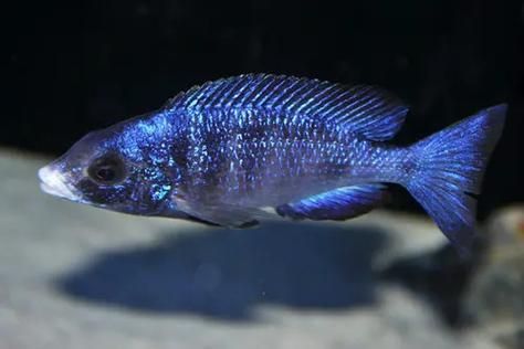 馬拉莫寶石魚,馬拉莫寶石魚是什么魚 龍魚百科 第5張 馬拉莫寶石魚,馬拉莫寶石魚是什么魚 馬拉莫寶石魚,馬拉莫寶石魚是什么魚 龍魚百科 第5張