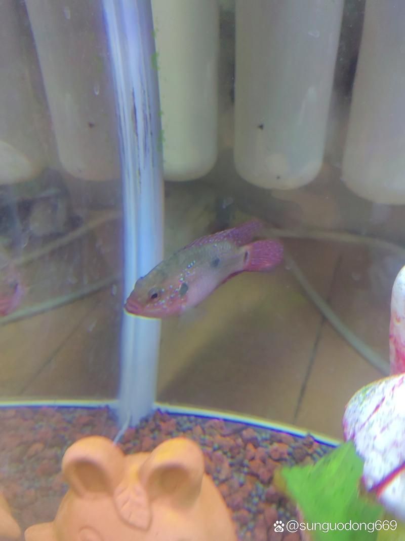 馬拉莫寶石魚,馬拉莫寶石魚是什么魚 龍魚百科 第7張 馬拉莫寶石魚,馬拉莫寶石魚是什么魚 馬拉莫寶石魚,馬拉莫寶石魚是什么魚 龍魚百科 第7張