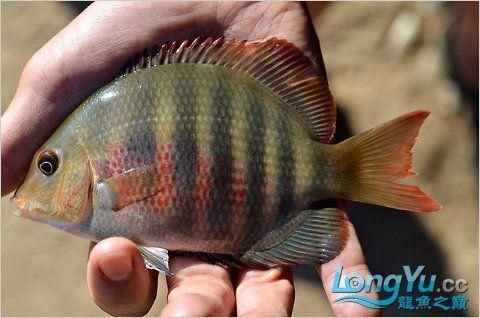 馬拉莫寶石魚,馬拉莫寶石魚是什么魚 龍魚百科 第2張 馬拉莫寶石魚,馬拉莫寶石魚是什么魚 馬拉莫寶石魚,馬拉莫寶石魚是什么魚 龍魚百科 第2張