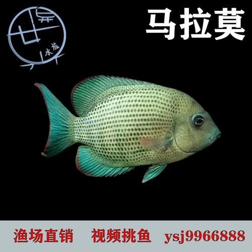 馬拉莫寶石魚,馬拉莫寶石魚是什么魚 龍魚百科 第3張 馬拉莫寶石魚,馬拉莫寶石魚是什么魚 馬拉莫寶石魚,馬拉莫寶石魚是什么魚 龍魚百科 第3張