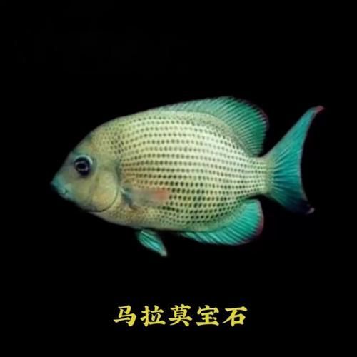 馬拉莫寶石魚,馬拉莫寶石魚是什么魚 龍魚百科 第6張 馬拉莫寶石魚,馬拉莫寶石魚是什么魚 馬拉莫寶石魚,馬拉莫寶石魚是什么魚 龍魚百科 第6張