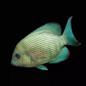 馬拉莫寶石魚,馬拉莫寶石魚是什么魚 龍魚百科 第1張 馬拉莫寶石魚,馬拉莫寶石魚是什么魚 馬拉莫寶石魚,馬拉莫寶石魚是什么魚 龍魚百科 第1張