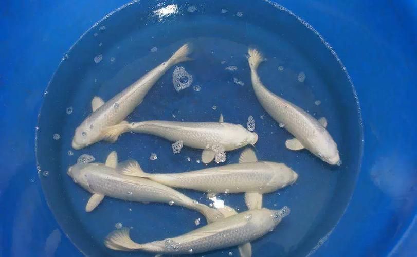 龍鳳魚的價格是多少,龍鳳魚價格是多少調用工具百度優選工具百度優選 龍魚百科 第2張 龍鳳魚的價格是多少,龍鳳魚價格是多少調用工具百度優選工具百度優選 龍鳳魚的價格是多少,龍鳳魚價格是多少調用工具百度優選工具百度優選 龍魚百科 第2張