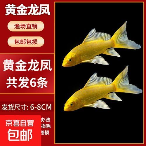 龍鳳魚的價格是多少，龍鳳魚價格是多少調用工具百度優選工具百度優選 龍鳳魚的價格是多少，龍鳳魚價格是多少調用工具百度優選工具百度優選 龍魚百科 第3張