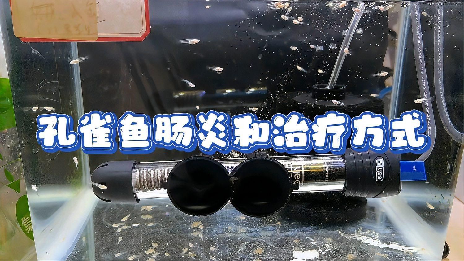 能否提供魚腸炎的治療方法，魚腸炎是一種常見的魚類疾病