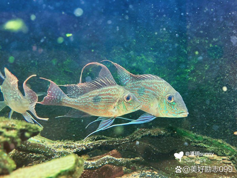 斯維尼關刀魚，“斯維尼關刀魚”是真實存在的觀賞魚物種 斯維尼關刀魚，“斯維尼關刀魚”是真實存在的觀賞魚物種 龍魚百科 第1張