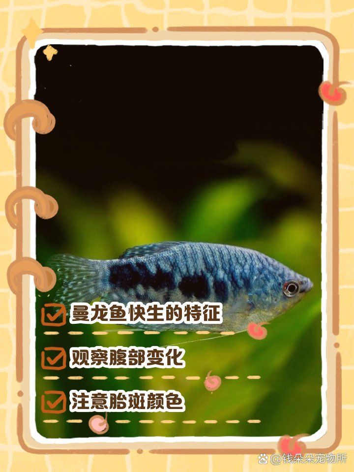 曼龍魚(yú)繁殖時(shí)有哪些行為特征，曼龍魚(yú)的繁殖方式 曼龍魚(yú)繁殖時(shí)有哪些行為特征，曼龍魚(yú)的繁殖方式 龍魚(yú)百科 第2張