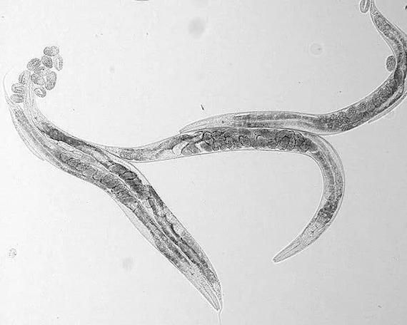 如何預(yù)防鲅魚寄生蟲感染，如何科學(xué)預(yù)防鲅魚寄生蟲感染