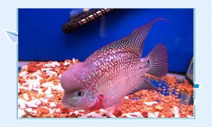 如何區(qū)分彩虹魚場的羅漢魚品種？ 如何區(qū)分彩虹魚場的羅漢魚品種？ 龍魚百科 第1張