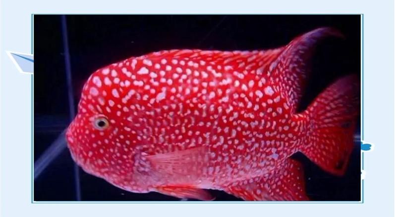 如何區(qū)分彩虹魚場的羅漢魚品種？ 如何區(qū)分彩虹魚場的羅漢魚品種？ 龍魚百科 第2張