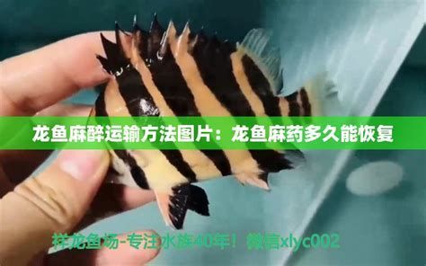 龍魚1000升水下多少鹽，龍魚1000升水下多少鹽針對“龍魚1000升水下多少鹽” 龍魚1000升水下多少鹽，龍魚1000升水下多少鹽針對“龍魚1000升水下多少鹽” 龍魚百科 第2張