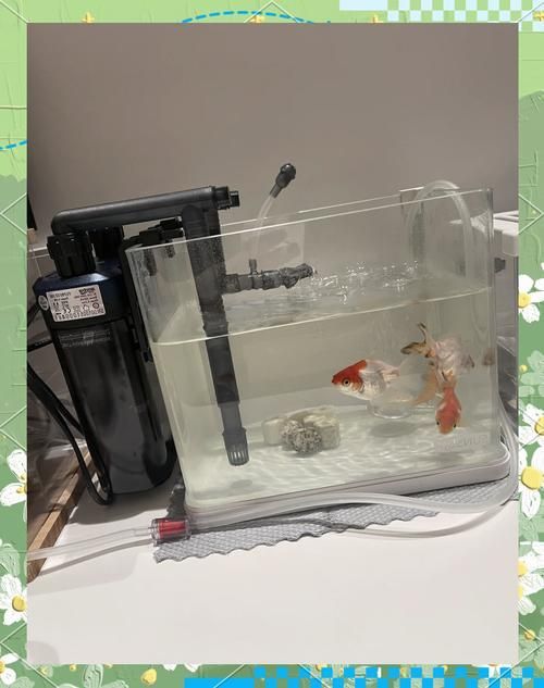 新手養魚需要哪些基本設備？，新手養魚需要準備什么基本設備？ 新手養魚需要哪些基本設備？，新手養魚需要準備什么基本設備？ 龍魚百科 第2張