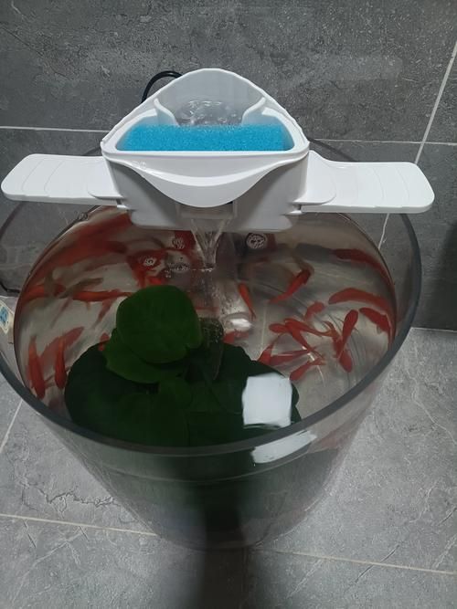 新手養魚需要哪些基本設備？，新手養魚需要準備什么基本設備？ 新手養魚需要哪些基本設備？，新手養魚需要準備什么基本設備？ 龍魚百科 第6張