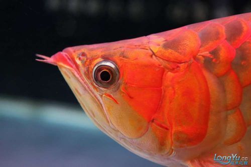 泗水龍魚，泗水龍魚的詳解 泗水龍魚，泗水龍魚的詳解 龍魚百科 第2張