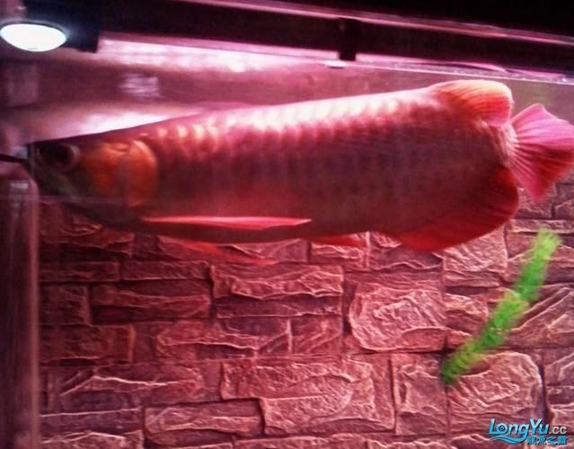 泗水龍魚，泗水龍魚的詳解 泗水龍魚，泗水龍魚的詳解 龍魚百科 第6張