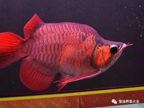 泗水龍魚，泗水龍魚的詳解 泗水龍魚，泗水龍魚的詳解 龍魚百科 第5張