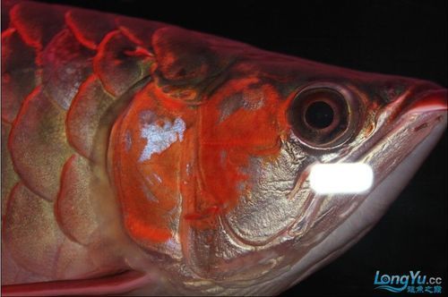 泗水龍魚，泗水龍魚的詳解 泗水龍魚，泗水龍魚的詳解 龍魚百科 第3張