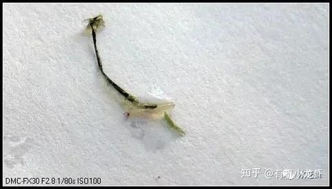 如何預防金龍魚寄生蟲感染，金龍魚寄生蟲感染的科學預防體系