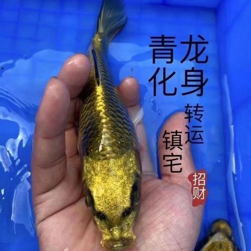十大名貴錦鯉的價格范圍，十大名貴錦鯉價格范圍詳解 十大名貴錦鯉的價格范圍，十大名貴錦鯉價格范圍詳解 龍魚百科 第13張