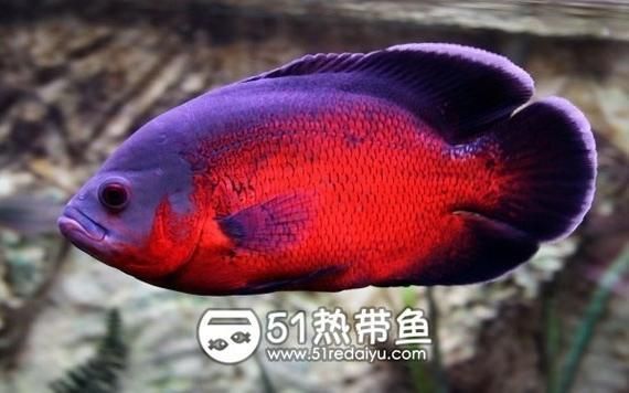地圖魚哪些顏色最珍貴，地圖魚哪些顏色最珍貴，