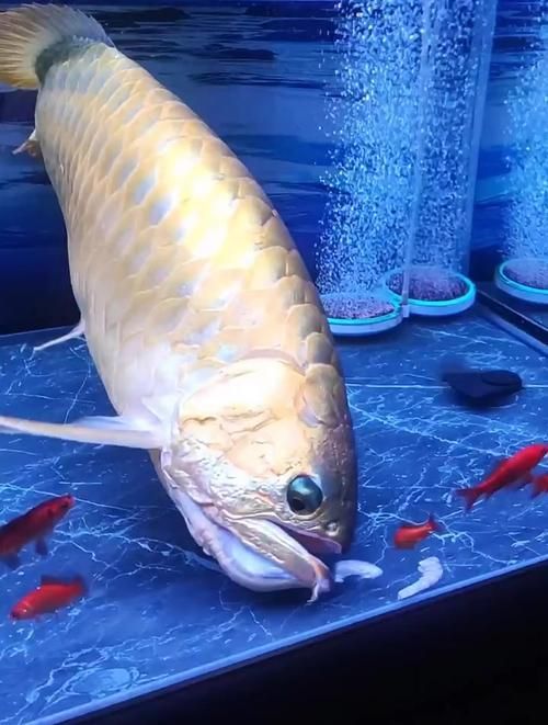 有哪些適合龍魚的魚食？，觀賞魚中的“貴族”，有哪些適合龍魚的魚食