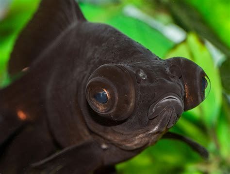 哪些龍魚品種容易出現(xiàn)眼睛白圈？ 哪些龍魚品種容易出現(xiàn)眼睛白圈？ 龍魚百科 第2張