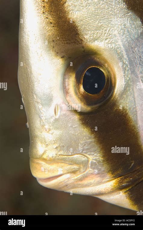 哪些龍魚品種容易出現(xiàn)眼睛白圈？ 哪些龍魚品種容易出現(xiàn)眼睛白圈？ 龍魚百科 第5張