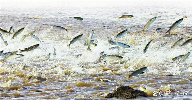 如何判斷龍魚浮頭是哪種原因？，arowana浮頭診斷龍魚浮頭是哪種原因 如何判斷龍魚浮頭是哪種原因？，arowana浮頭診斷龍魚浮頭是哪種原因 龍魚百科 第3張