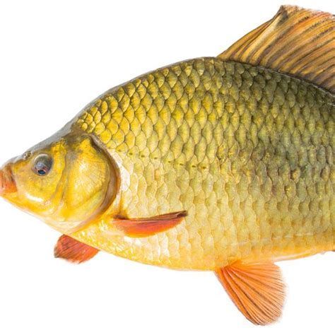 黑鱗病最怕三個(gè)魚，黑鱗病最怕三個(gè)魚，